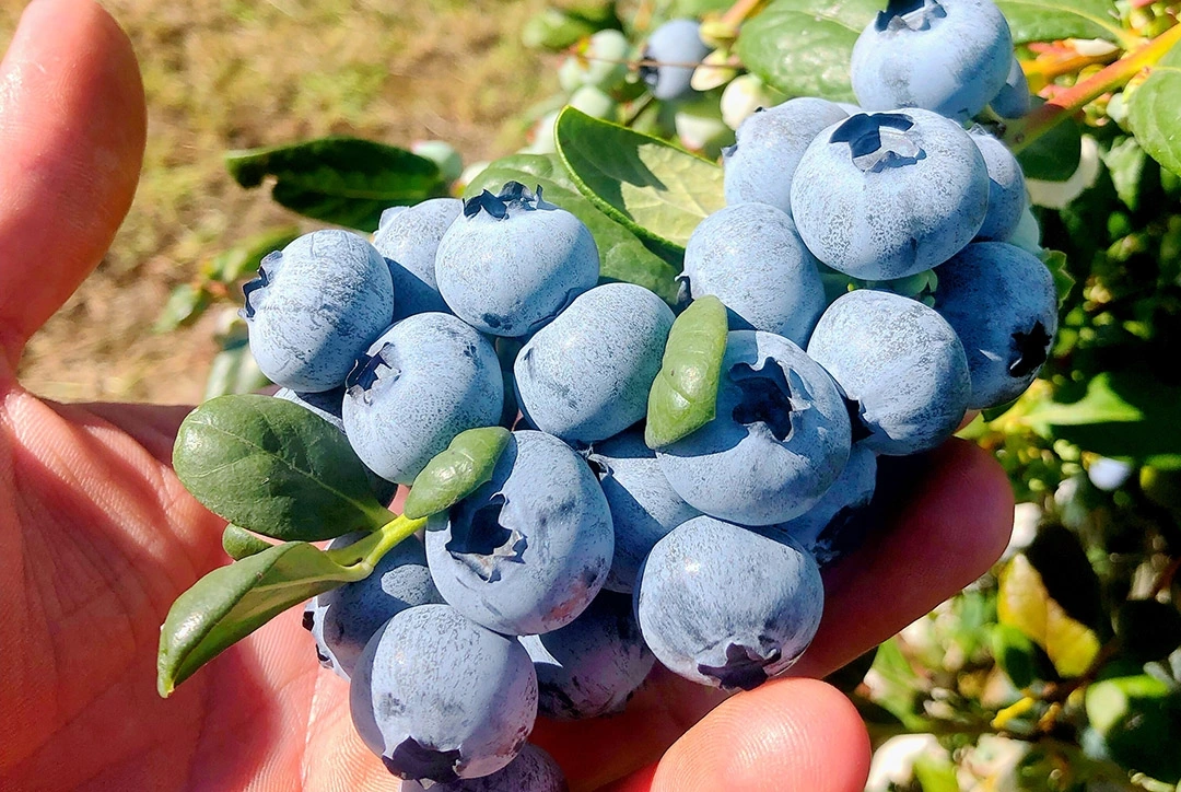 Australia to export fresh blueberries to Vietnamese market
